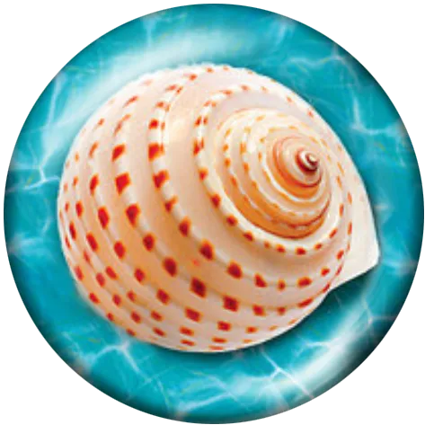 Seashell #3