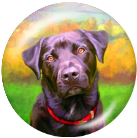 Labrador