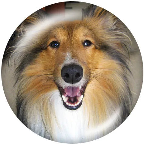 Collie