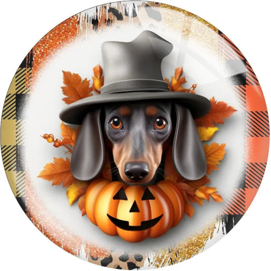 Dachshund With Pumpkin