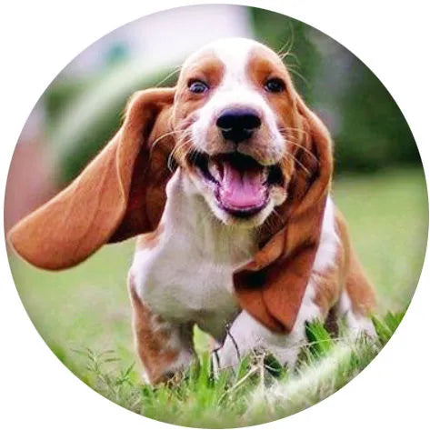 Basset Hound