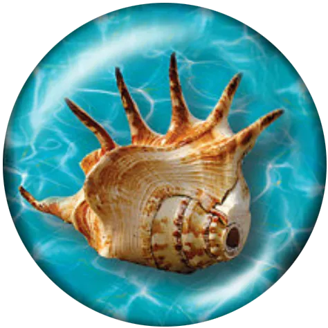 Seashell #1