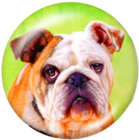 Bulldog