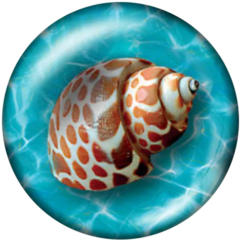 Seashell #4
