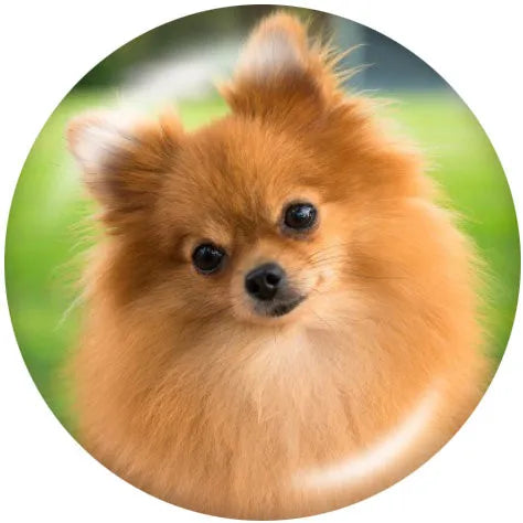 Pekinese
