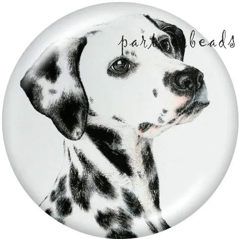 Dalmatian