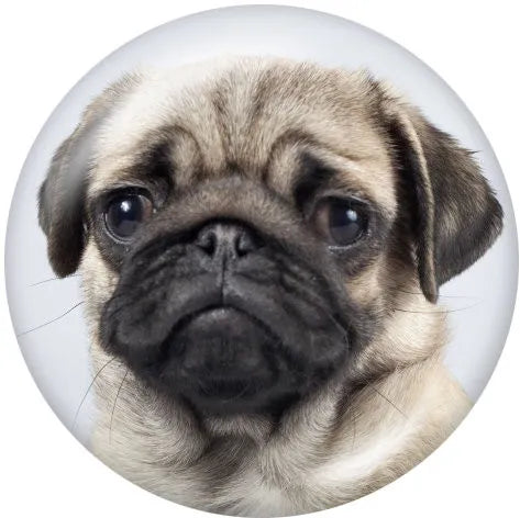 Pug